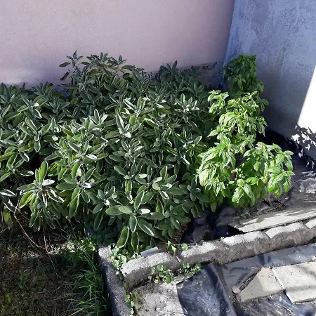 Tatil Evi Casa Di Ica *